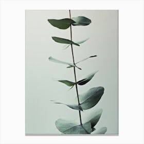 Eucalyptus Greenery in Canvas Print