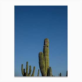 Cactus Fingers And Blue Skies Canvas Print