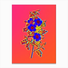Neon Thornless Burnet Rose Botanical in Hot Pink and Electric Blue n.0413 Canvas Print