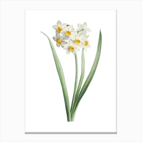 Vintage Narcissus Easter Flower Botanical Illustration on Pure White n.0825 Canvas Print