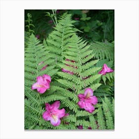 Rhododendron blossoms and green fern leaves Canvas Print