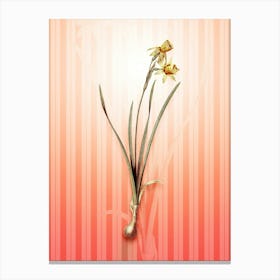 Narcissus Calathinus Vintage Botanical in Peach Fuzz Awning Stripes Pattern n.0283 Canvas Print