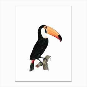 Vintage Toco Toucan Bird Illustration on Pure White 1 Canvas Print