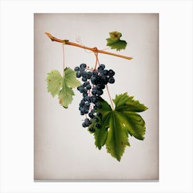Vintage Grape Colorino Botanical on Parchment n.0231 Canvas Print