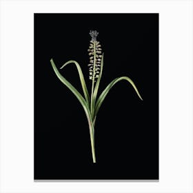 Vintage Grape Hyacinth Botanical Illustration on Solid Black n.0868 Canvas Print