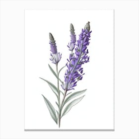 Lavender Leaf Illustration Canvas Print