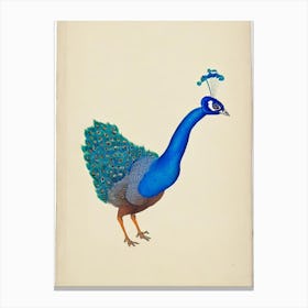 Peacock Illustration Bird Canvas Print