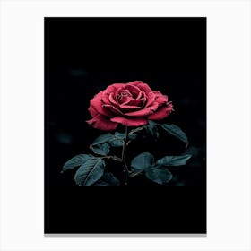 Dark Rose 48 Canvas Print