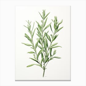 Tarragon Vintage Botanical Herbs 3 Canvas Print