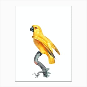 Vintage Yellow Senegal Parrot Bird Illustration on Pure White Canvas Print