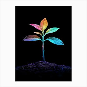 Rainbow Plant On Black Background 1 Canvas Print