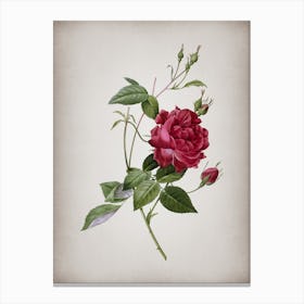 Vintage Blood Red Bengal Rose Botanical on Parchment n.0297 Canvas Print