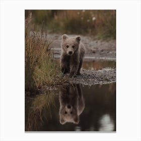 Baby Bear Reflection Canvas Print