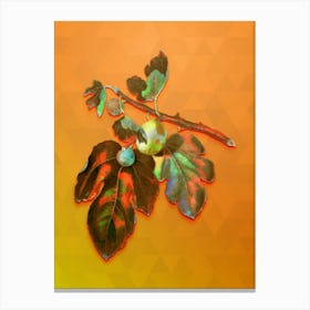 Vintage Fig Botanical Art on Tangelo n.0630 Canvas Print