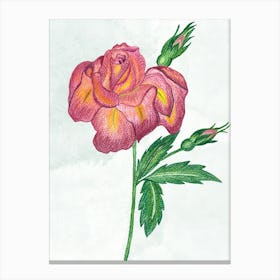 Boutique Rose Canvas Print