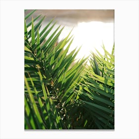 Sun shines through Palm leaves // Ibiza Nature & Travel Photography Canvas Print