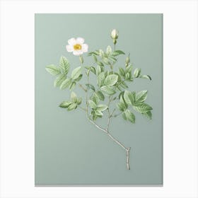 Vintage Rosebush Botanical Art on Mint Green n.0890 Canvas Print