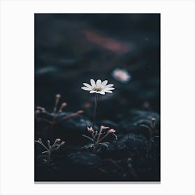 Single Daisy 5 Canvas Print