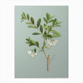 Vintage White Honeysuckle Plant Botanical Art on Mint Green n.0540 Canvas Print