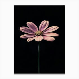 Daisy 4 Canvas Print