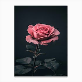 Pink Rose 36 Canvas Print