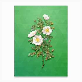 Vintage White Burnet Roses Botanical Art on Classic Green n.0060 Canvas Print