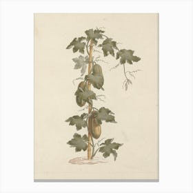 Peponium Vogelii Engl, Luigi Balugani Canvas Print