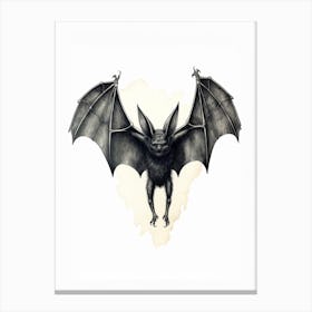 Serotine Bat Vintage Illustration 2 Canvas Print