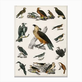 Collection Of Various Birds,  Oliver Goldsmith  Canvas Print
