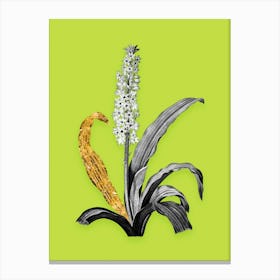 Vintage Eucomis Punctata Black and White Gold Leaf Floral Art on Chartreuse n.0909 Canvas Print