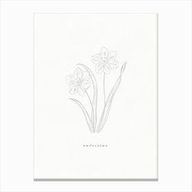 Narcissus Line Drawing Canvas Print