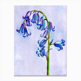 Bluebell Flower Canvas Print