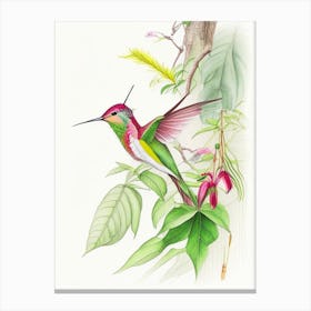 Hummingbird In Tropical Rainforest Quentin Blake Illustration 2 Canvas Print