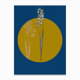Vintage Botanical Turquoise Ixia on Circle Yellow on Blue Canvas Print