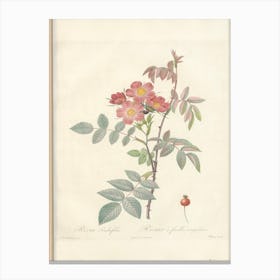 Rose Illustration, Pierre Joseph Redoute (94) Canvas Print