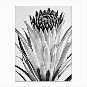 Proteas B&W Pencil 4 Flower Canvas Print