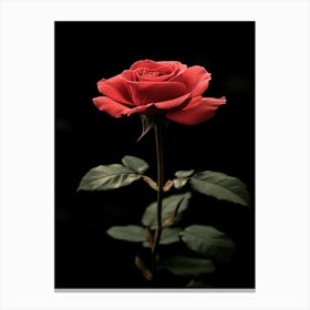 Red Rose On Black Background 78 Canvas Print