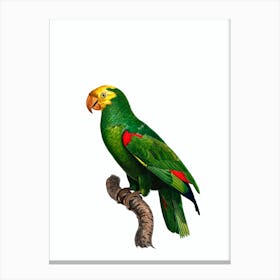 Vintage Yellow Crowned Amazon Parrot Bird Illustration on Pure White n.0030 Canvas Print