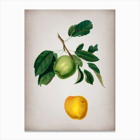 Vintage Apple Botanical on Parchment n.0556 Canvas Print