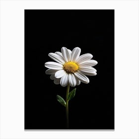 Daisy 19 Canvas Print