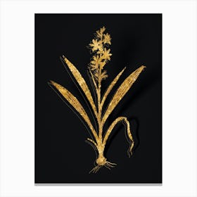 Vintage Wachendorfia Thyrsiflora Botanical in Gold on Black n.0389 Canvas Print