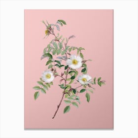 Vintage Reddish Rosebush Botanical on Soft Pink n.0325 Canvas Print