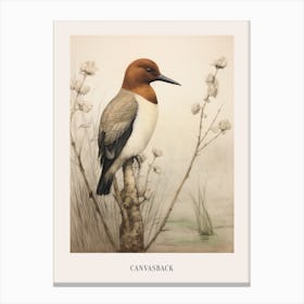 Vintage Bird Drawing Canvasback 2 Poster Canvas Print