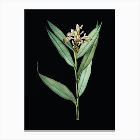 Vintage Globba Erecta Botanical Illustration on Solid Black n.0798 Canvas Print