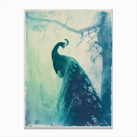 Turquoise Cyanotype Peacock Silhouette Canvas Print