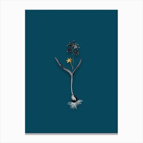 Vintage Alpine Squill Black and White Gold Leaf Floral Art on Teal Blue n.0242 Canvas Print