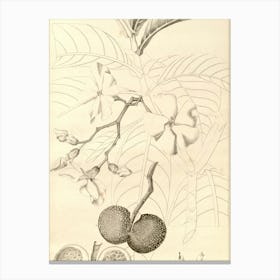 Jackfruit Canvas Print