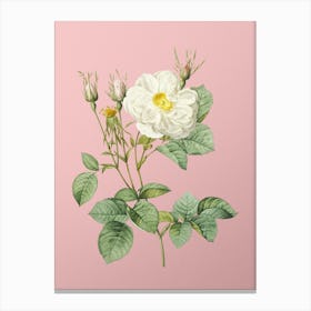 Vintage White Rose of York Botanical on Soft Pink n.0927 Canvas Print