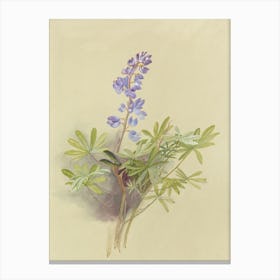 Lupine Canvas Print