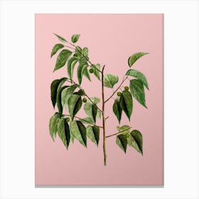 Vintage Common Hackberry Botanical on Soft Pink n.0560 Canvas Print